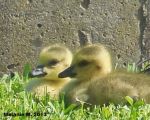 Baby Geese